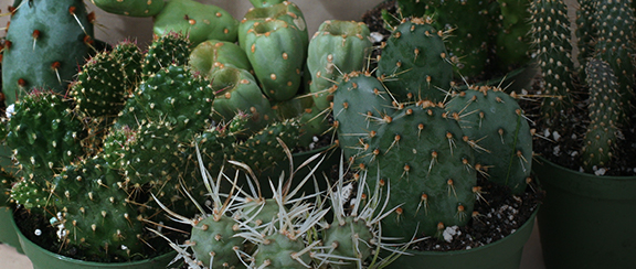 Kaktusy i sukulentki - dekoracyjne zarówno wewnątrz, jak i na zewnątrz.